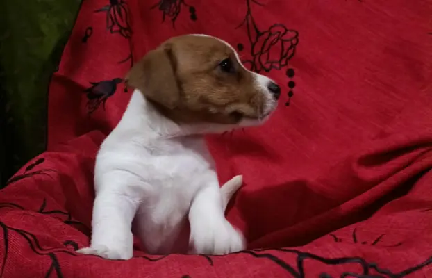 Wzorcowe Jack Russell terrier piękny exterrier gładkie 1