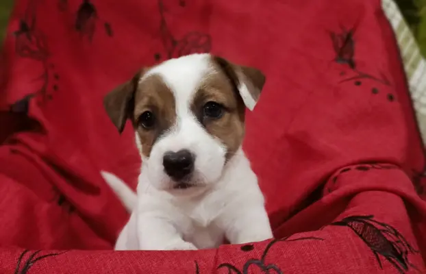 Wzorcowe Jack Russell terrier piękny exterrier gładkie 6