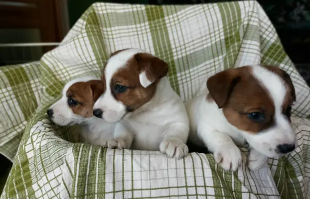 Wzorcowe Jack Russell terrier piękny exterrier gładkie 7