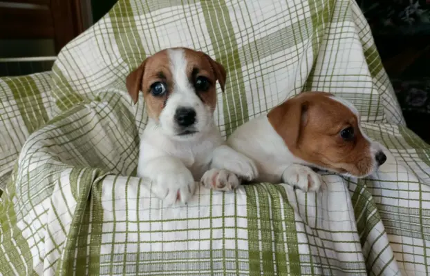 Wzorcowe Jack Russell terrier piękny exterrier gładkie 8