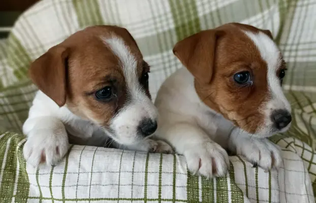 Wzorcowe Jack Russell terrier piękny exterrier gładkie 9