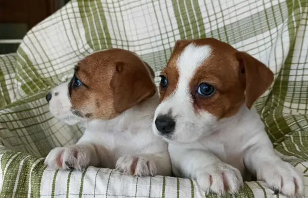 Wzorcowe Jack Russell terrier piękny exterrier gładkie 10