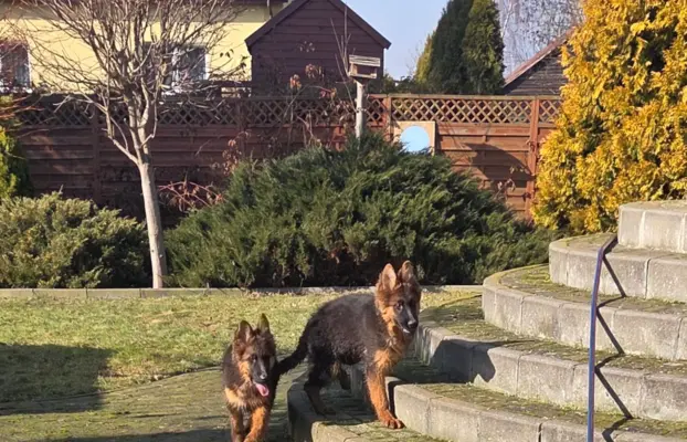 Owczarek Niemiecki Długowłosy szczenięta 3