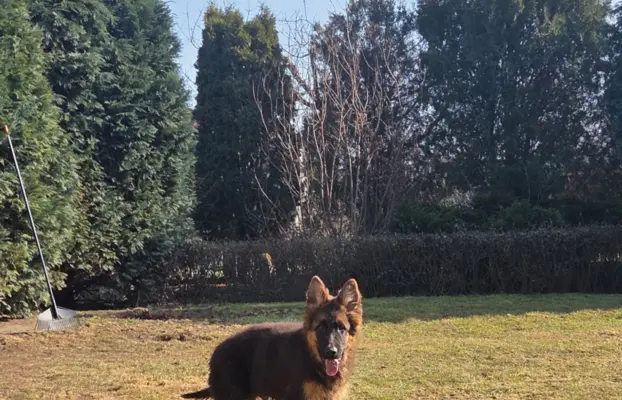 Owczarek Niemiecki Długowłosy szczenięta 1