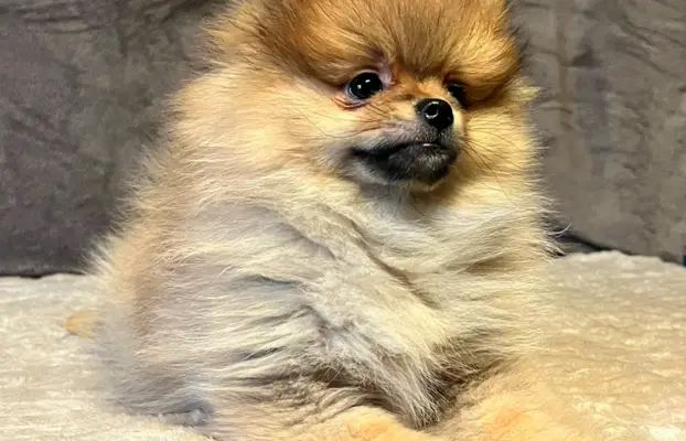Szpic miniaturowy, Pomeranian - ORANGE 1