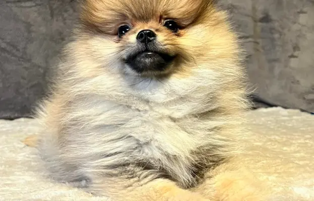 Szpic miniaturowy, Pomeranian - ORANGE 5