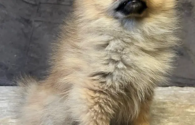 Szpic miniaturowy, Pomeranian - ORANGE 2