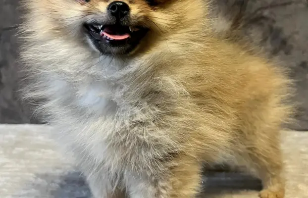 Szpic miniaturowy, Pomeranian - ORANGE 4