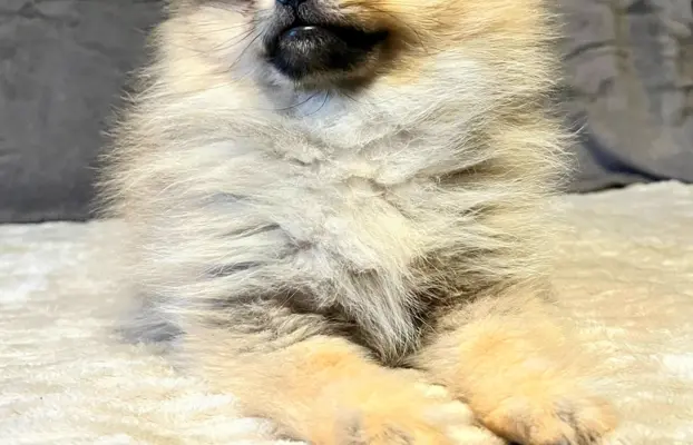 Szpic miniaturowy, Pomeranian - ORANGE 7