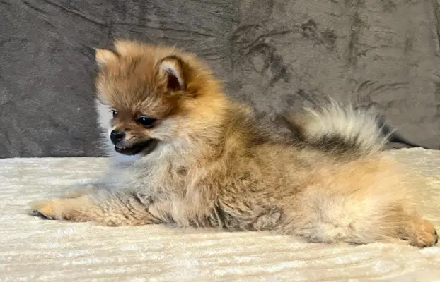 Szpic miniaturowy, Pomeranian - ORANGE 6