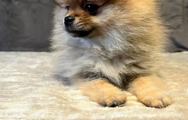 Szpic miniaturowy, Pomeranian - ORANGE 3