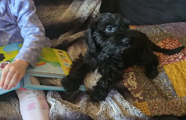 Sznaucer miniaturowy z badaniami genetycznymi 1