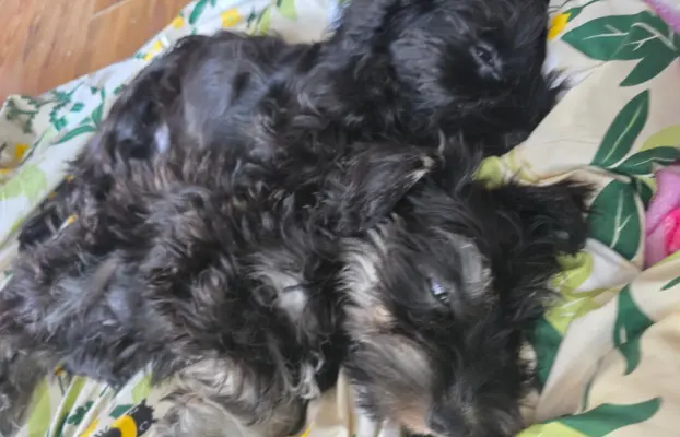 Sznaucer miniaturowy z badaniami genetycznymi 4