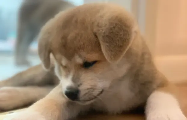 czerwona suczka Akita Inu / Sprytna Miss Ninja FCI szczeniak 2