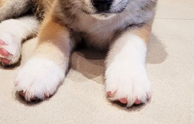 czerwona suczka Akita Inu / Sprytna Miss Ninja FCI szczeniak 3