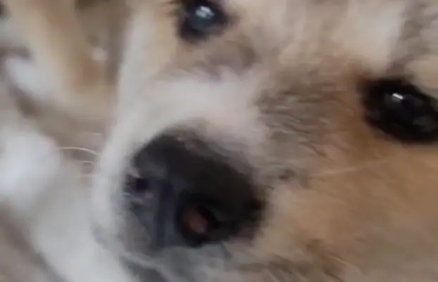 czerwona suczka Akita Inu / Sprytna Miss Ninja FCI szczeniak 4