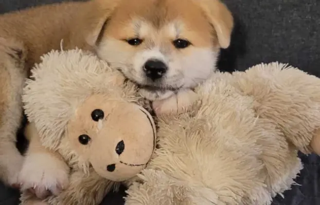 czerwona suczka Akita Inu / Sprytna Miss Ninja FCI szczeniak 1