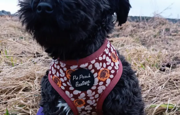 Ice Man piesek rasy Rosyjska Bolonka Kolorowa 1