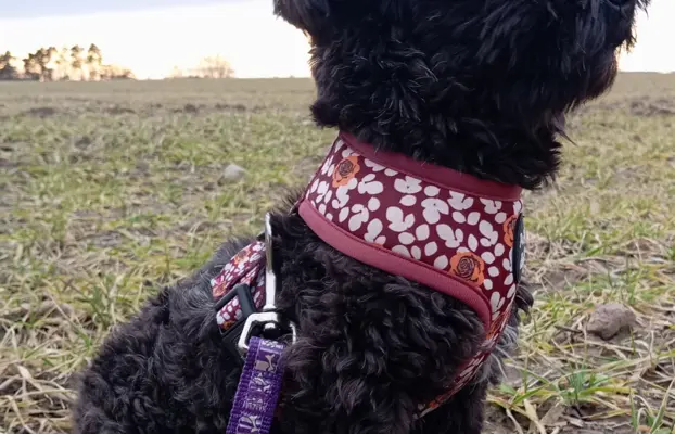 Ice Man piesek rasy Rosyjska Bolonka Kolorowa 2