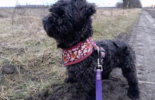 Ice Man piesek rasy Rosyjska Bolonka Kolorowa 3