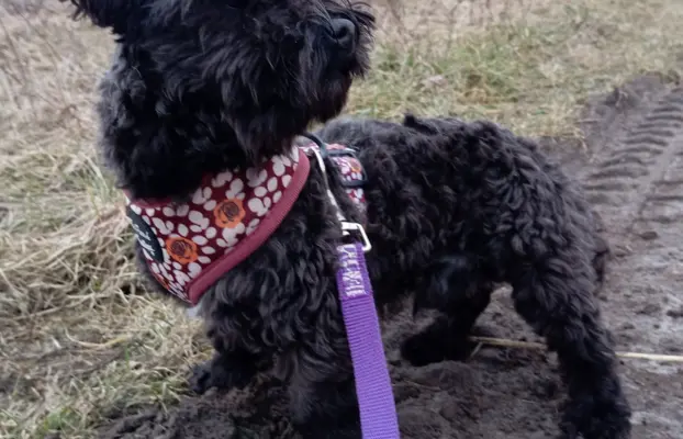 Ice Man piesek rasy Rosyjska Bolonka Kolorowa 5