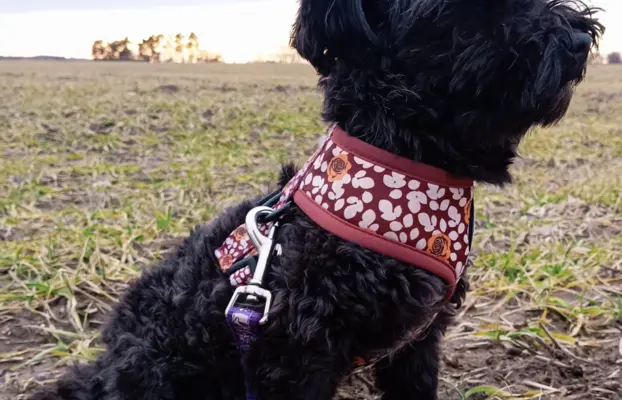 Ice Man piesek rasy Rosyjska Bolonka Kolorowa 7