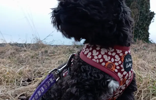 Ice Man piesek rasy Rosyjska Bolonka Kolorowa 9