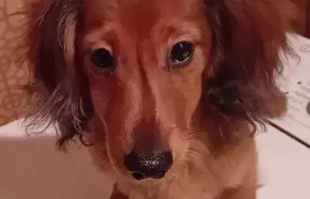 Jamniczek miniaturowy długowłosy 2