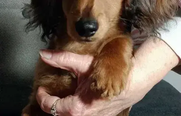 Jamniczek miniaturowy długowłosy 3