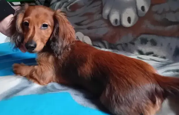 Jamniczek miniaturowy długowłosy 4