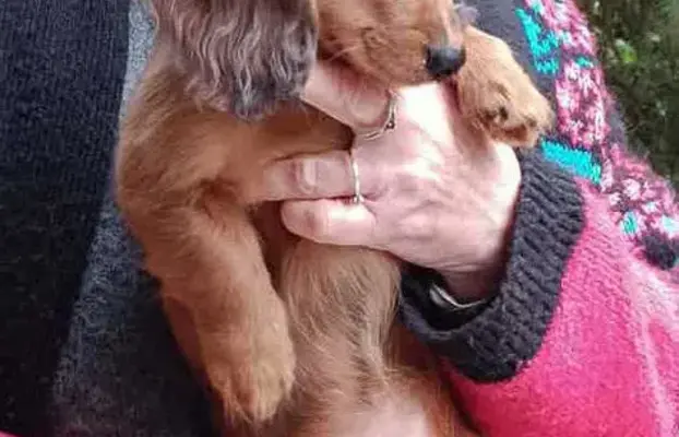 Jamniczek miniaturowy długowłosy 1