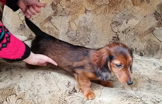 Jamniczek miniaturowy długowłosy 5