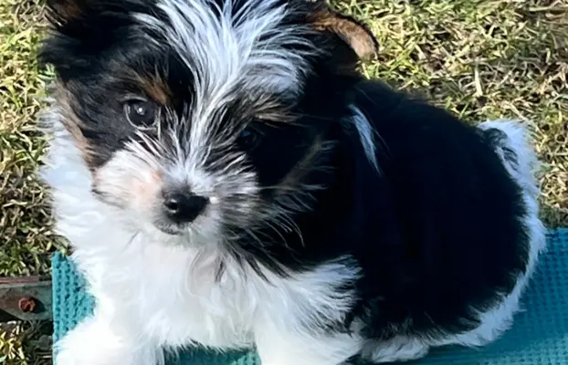 Biewer Yorkshire Teriier 1