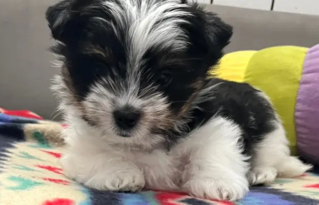 Biewer Yorkshire Teriier 2