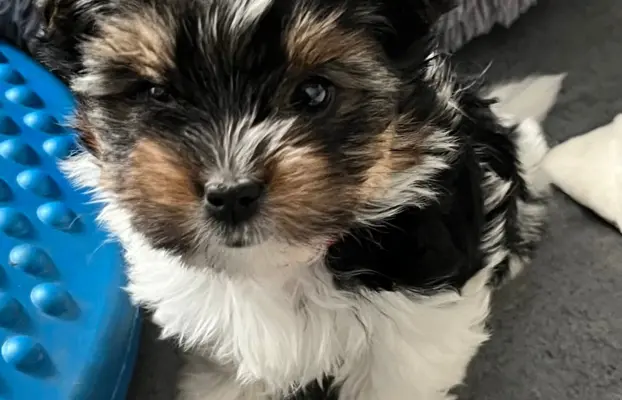 Biewer Yorkshire Teriier 3