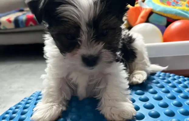 Biewer Yorkshire Teriier 4