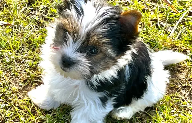 Biewer Yorkshire Teriier 5