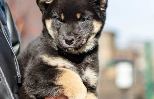 Czarny podpalany samiec Shiba Inu 1