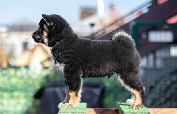 Czarny podpalany samiec Shiba Inu 2