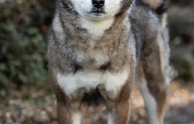 Czarny podpalany samiec Shiba Inu 3