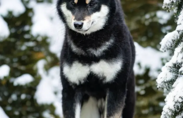 Czarny podpalany samiec Shiba Inu 4