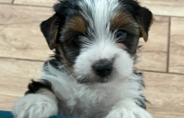 Szczeniaki rasy Yorkshire Terrier Biewer 1