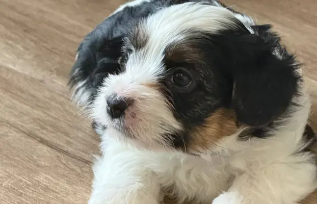 Szczeniaki rasy Yorkshire Terrier Biewer 2