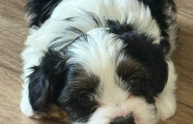 Szczeniaki rasy Yorkshire Terrier Biewer 3