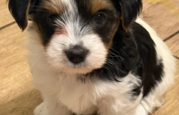 Szczeniaki rasy Yorkshire Terrier Biewer 4