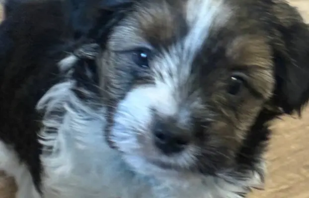 Szczeniaki rasy Yorkshire Terrier Biewer 5