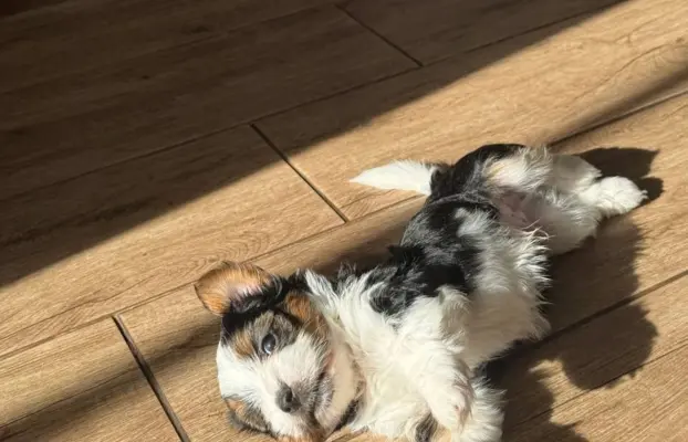 Szczeniaki rasy Yorkshire Terrier Biewer 6