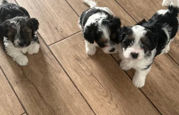 Szczeniaki rasy Yorkshire Terrier Biewer 7