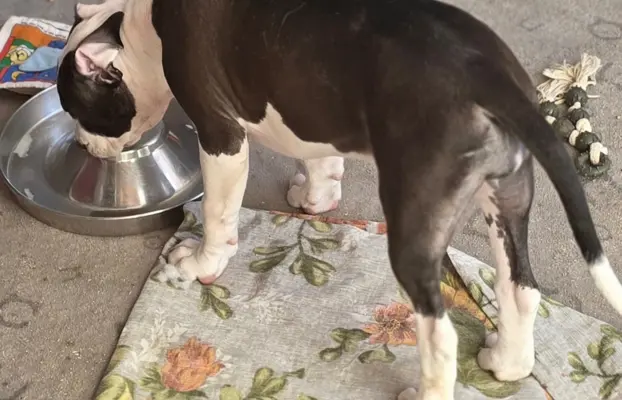 suczka ELOWEN All for You FCI 2