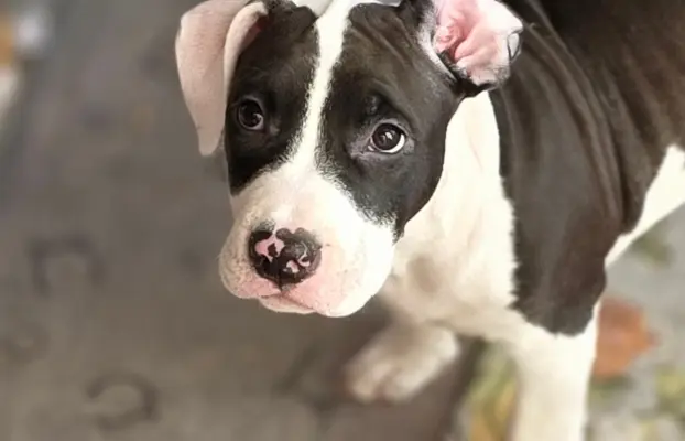 suczka ELOWEN All for You FCI 1